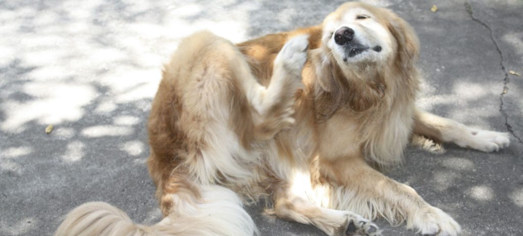 Golden retriever is itching itself and is losing hair