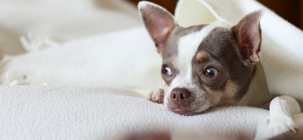 Dog laying underneath blanket sick with tick fever