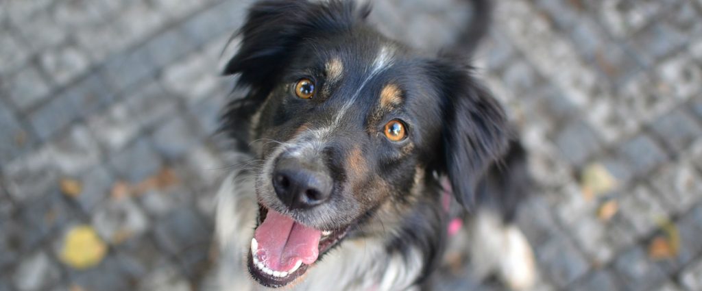 Dog smiling with it's mouth open that has cataracts