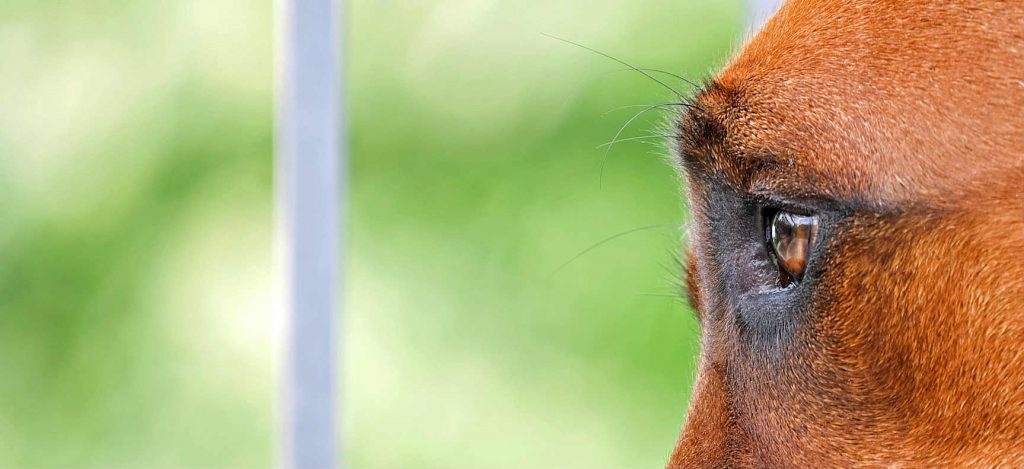 Dog with sudden blindness looking onward