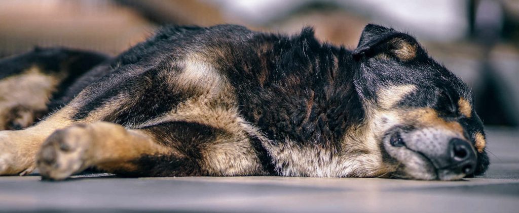 Dog with neck pain laying on the floor