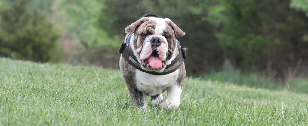 English Bulldog running in the grass after having TPLO surgery