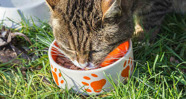 What should I look for when choosing cat food?