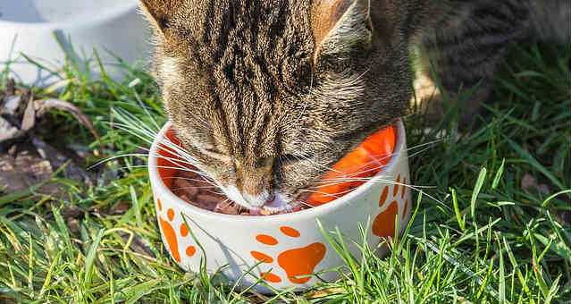 A cat eating from a ceramic bowl with orange paw prints on the outside