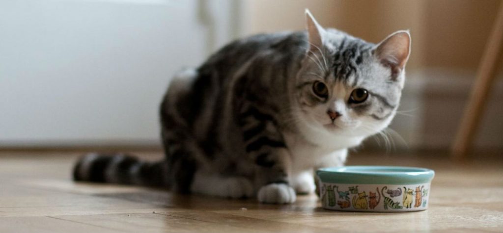An indoor cat eating regular cat food