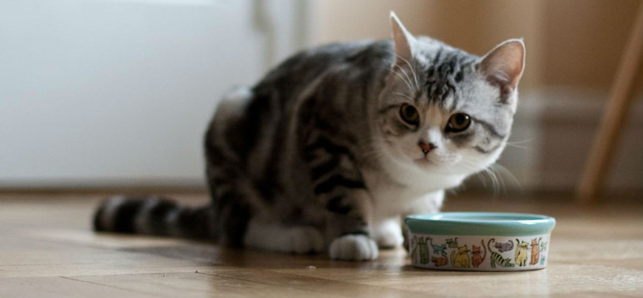 Is there a difference between regular cat food vs indoor cat food?