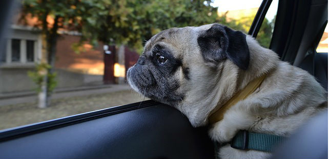 A Pug traveling in a car and leaning its head out of the window