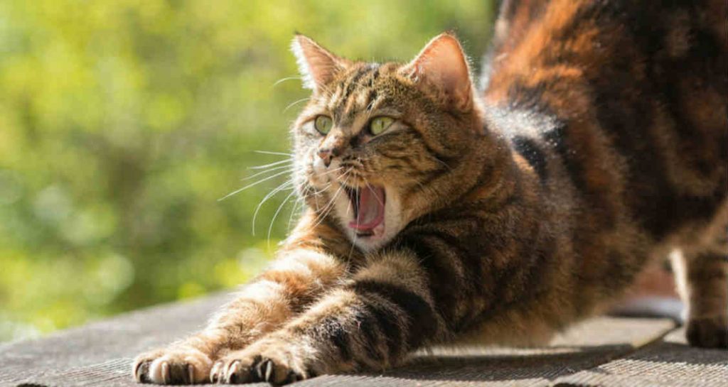 A tortoiseshell tabby cat is stretching outside