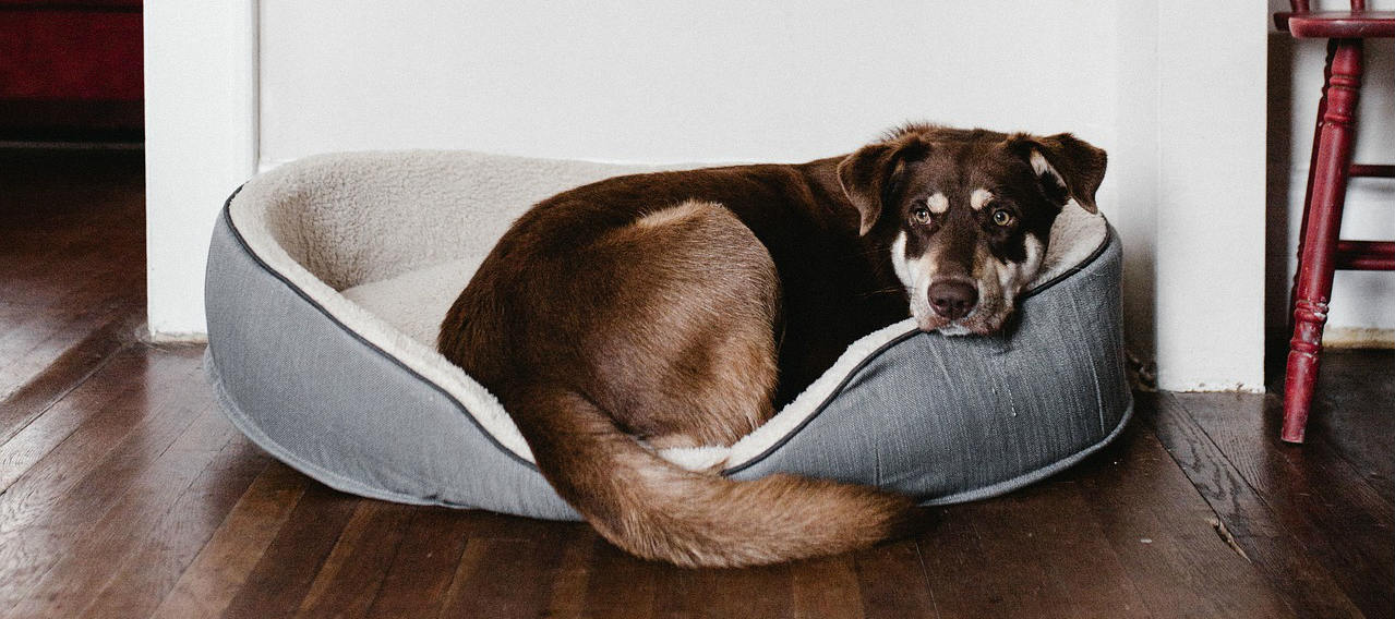 My dog has a torn cruciate ligament. Is the TPLO surgery necessary and what are some other options? My dog has a torn cruciate ligament. Is the TPLO surgery necessary and what are some other options?