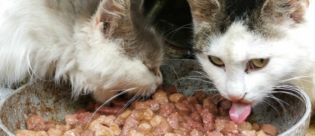 Two kittens eating wet cat food out of a steel food bowl