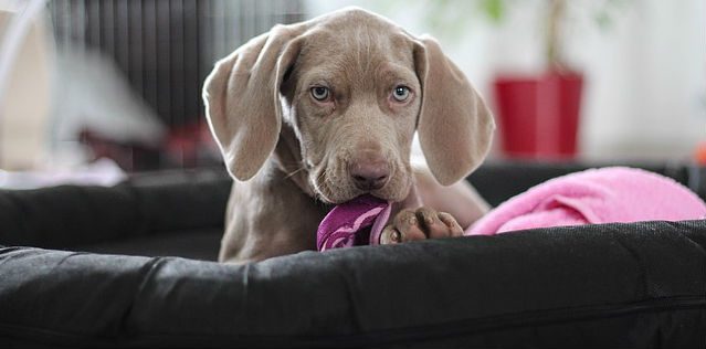 A Weimaraner puppy sitting in a dog bed chewing on a toy