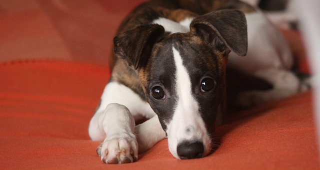 A Whippet dog resting on an orange cushion