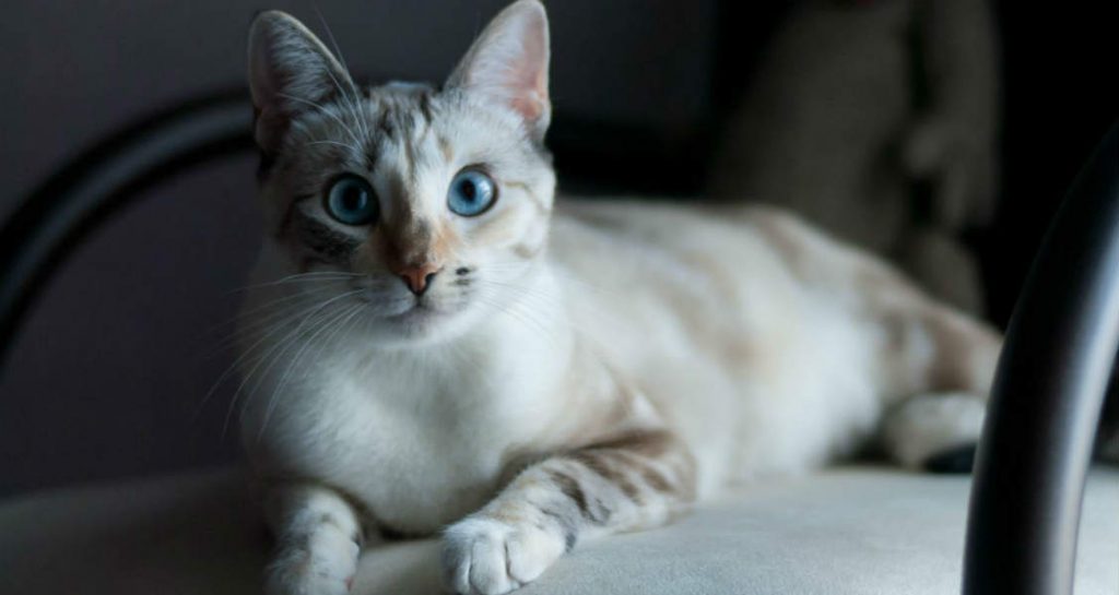 A white and cream colored cat with blue eyes is sitting on a beige cushion