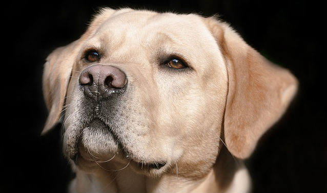 A head shot of a yellow Labrador Retriever with their moist nose pointing forward