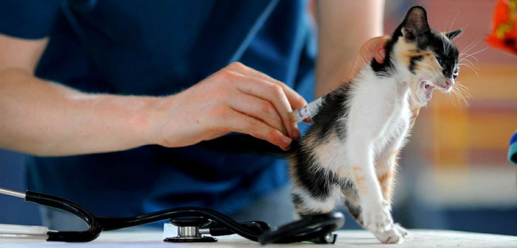 An indoor cat receiving a rabies shot from a veterinarian