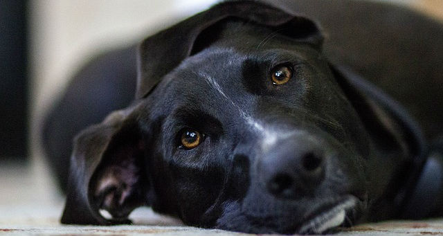 A black dog with brown eyes resting on a carpet