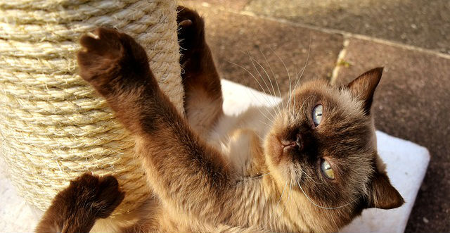 A British Shorthair cat using a scratch post