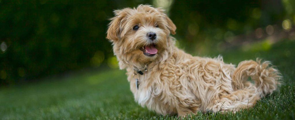 A Maltipoo standing in the grass with canine gallbladder stones