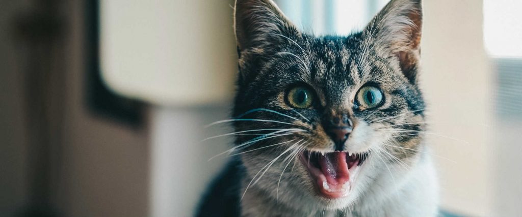 A cat can't get hairball out looking onward with its mouth open and tongue out