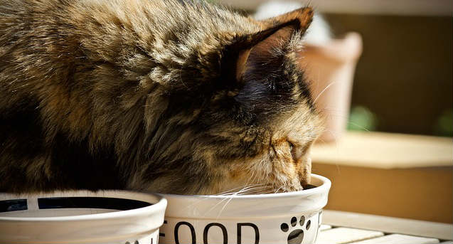 A cat eating from a white ceramic food bowl that has food spelled out on the outside and a paw print in black