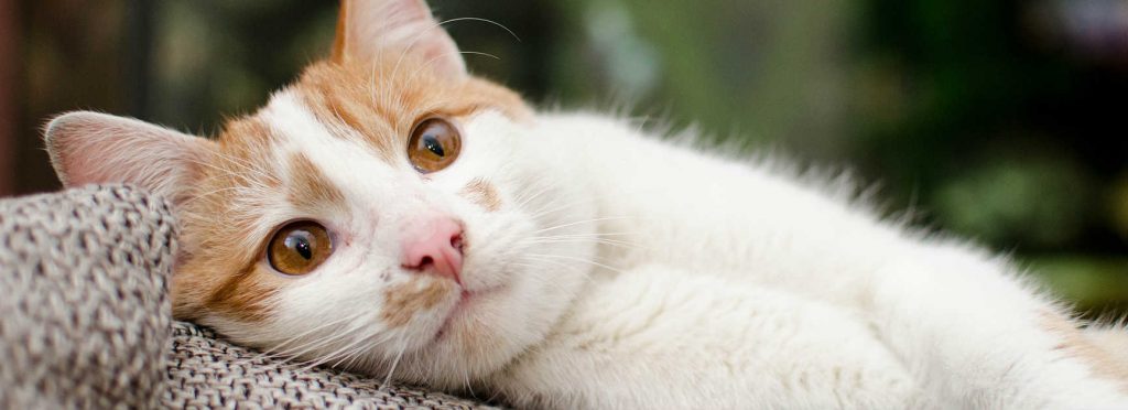 A cat is lethargic and laying on a blanket after receiving vaccinations