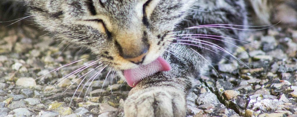 A cat that is licking its arm