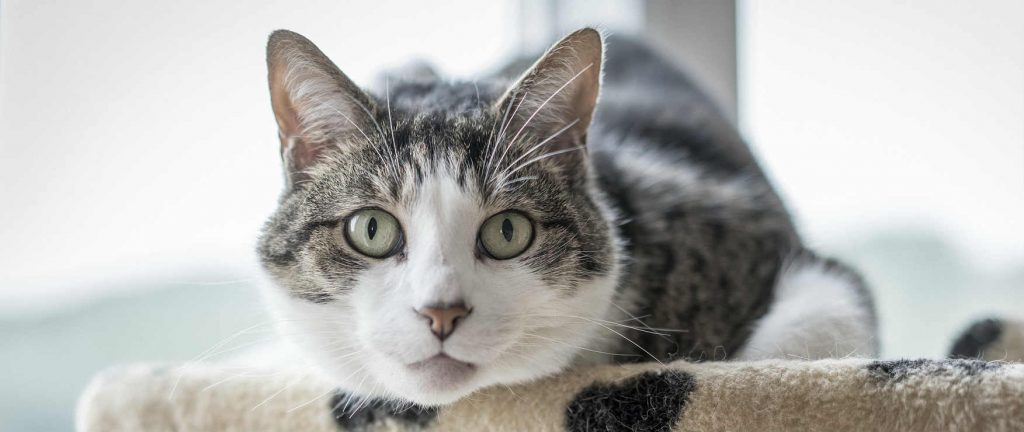 Cat sitting in its cat tree with urinary crystals