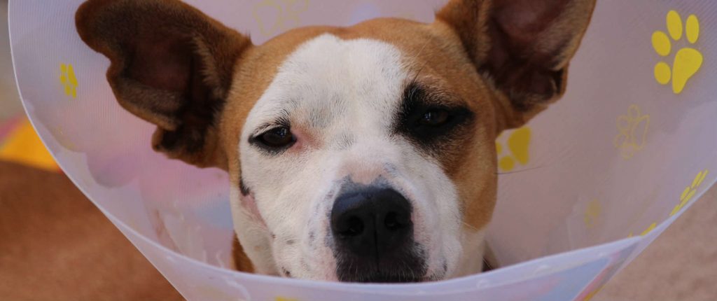 Dog with a cone around it's heading after being neutered