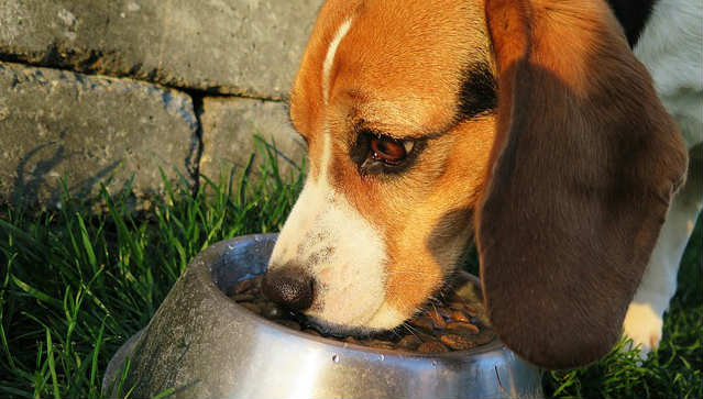 A dog eating kibble out of a steel bowl outside on grass