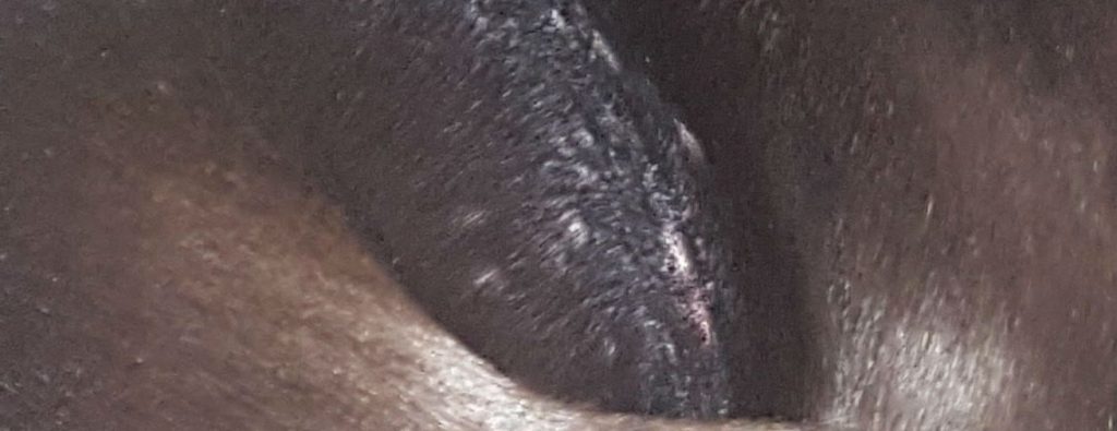 A dog has small bumps on his skin that are sore