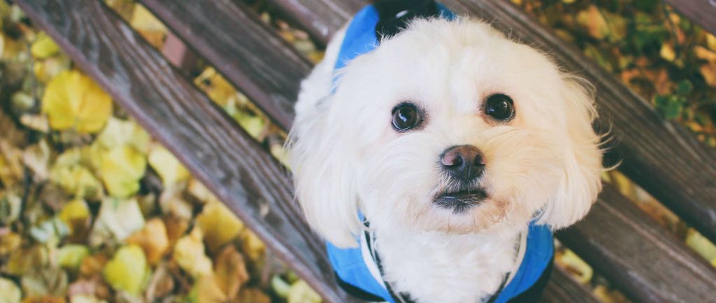 A Maltese dog standing on a bench that has gallbladder stones