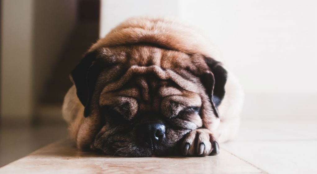 A dog sleeping on the ground with its heading resting on its paw