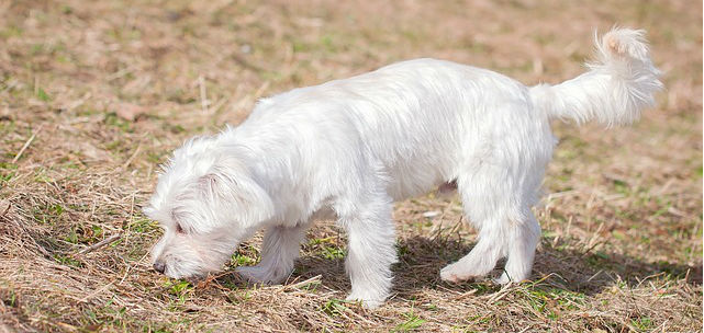 A Maltese dog with short hair sniffing dry grass