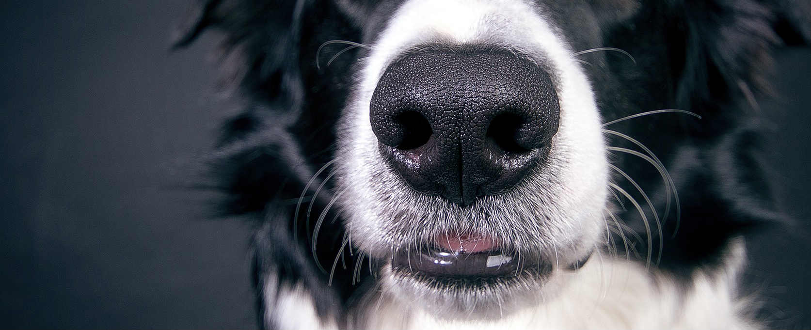 Why is blood coming out of my dog’s nose and what should be my next steps?