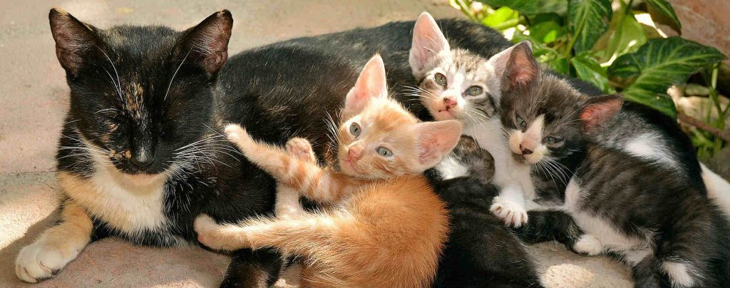 Kittens surrounding their mother cat