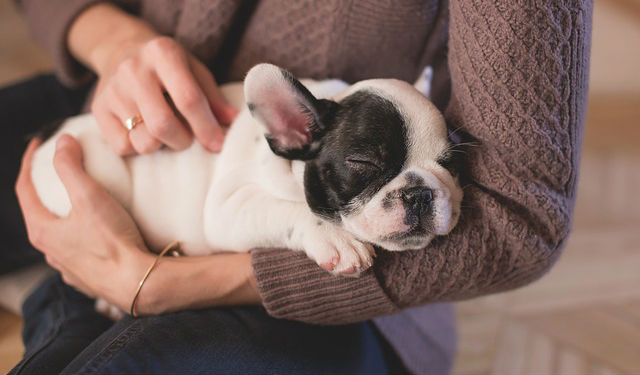 A Bulldog puppy with their eyes closed being petted in someone's arms