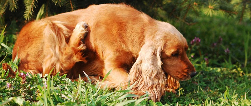 A dog with a canine bacterial skin infection scratching itself