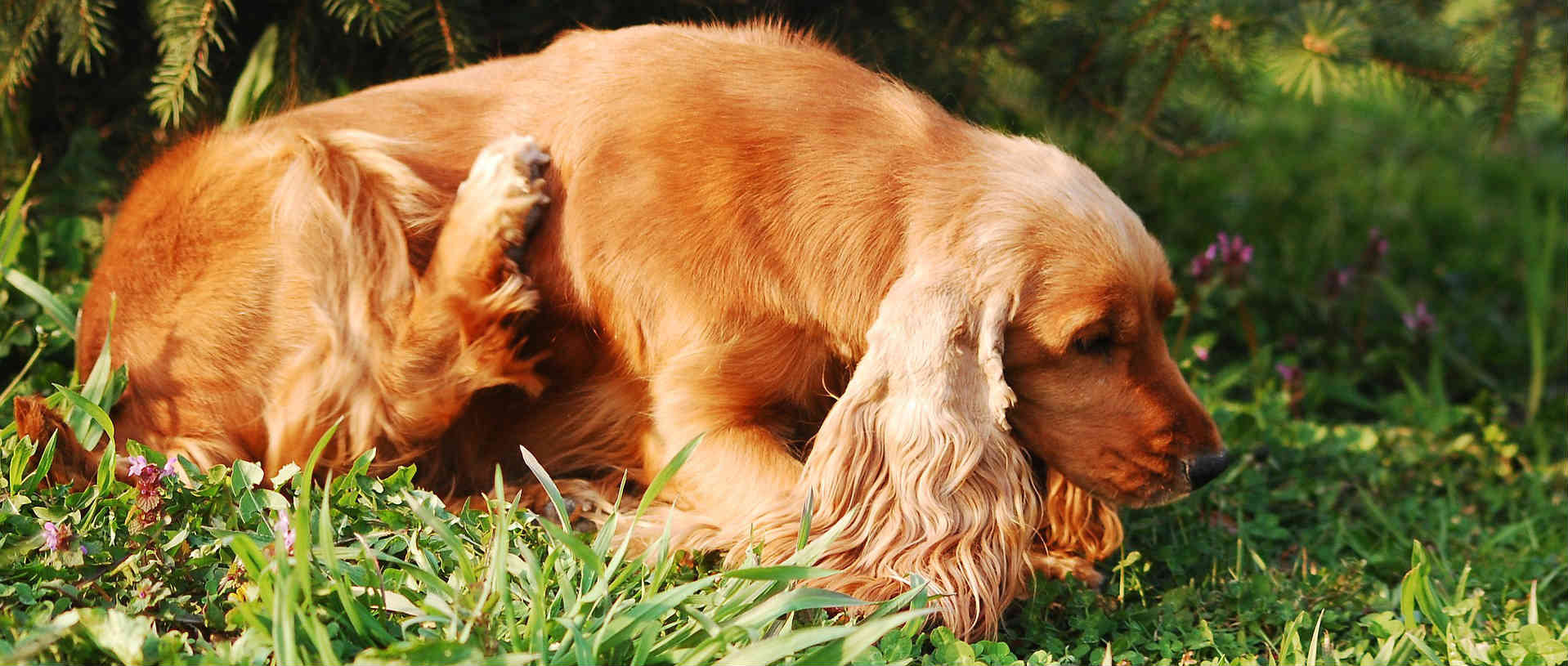 I think my dog has a canine bacterial skin infection and the antibiotic no longer works. What should my next steps be? I think my dog has a canine bacterial skin infection and the antibiotic no longer works. What should my next steps be?
