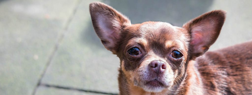 A Chihuahua standing after being given the canine parvovirus vaccine