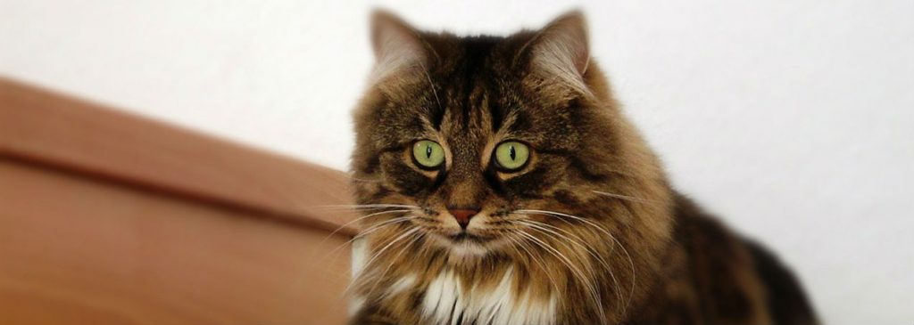 A cat sitting on the ground after having a nose bleed