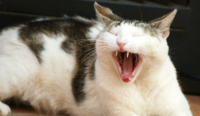 Do cats lose their baby teeth? Do they need to be removed?
