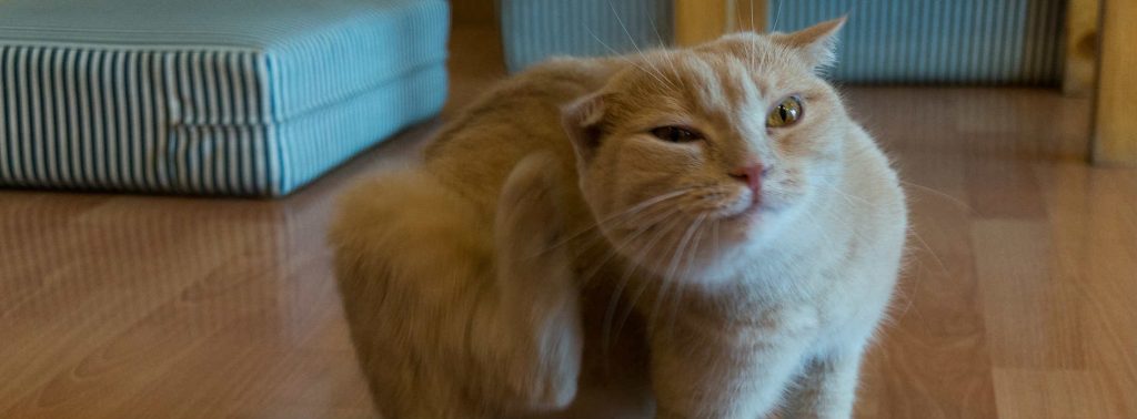 A cat scratching its ear with its hind leg