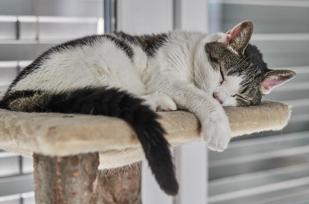 A cat sleeping on the top of a cat tree