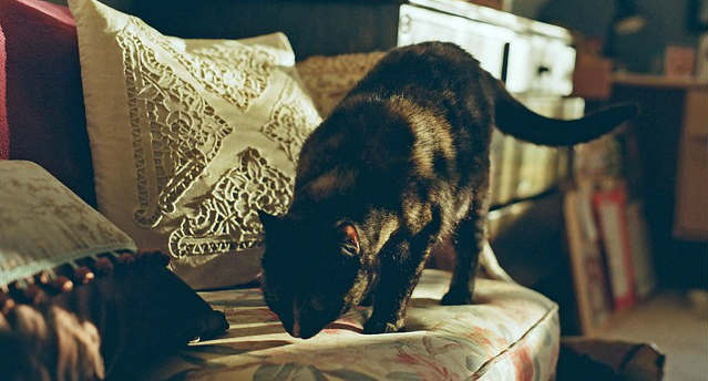 A cat sniffing and standing on a floral couch