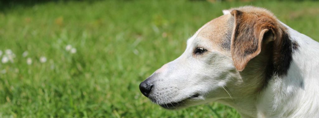 A dog sitting in the grass that gets chronic ear infections