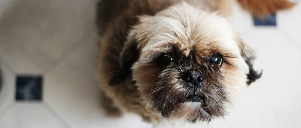 A Shih Tzu looking upward after taking the dog allergy medicine Apoquel