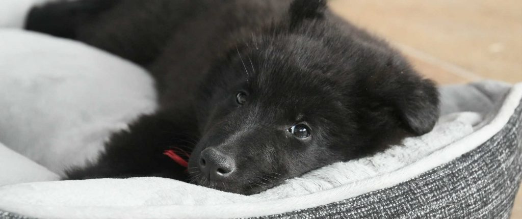 A dog had a seizure and is now laying in their dog bed