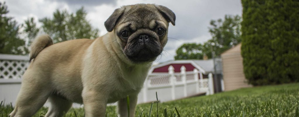 A pug standing tall in the grass