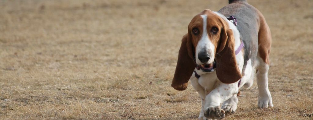 A dog walking with a limp outside