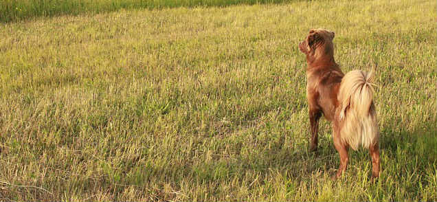 A dog standing in grass looking forward showing their rear end and tail